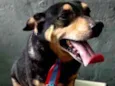 Cachorro raça Pinscher com srd  idade  nome Spike  porte P 
