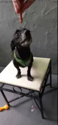 Cachorro raça Srd idade 4 anos nome Neguinho porteP 