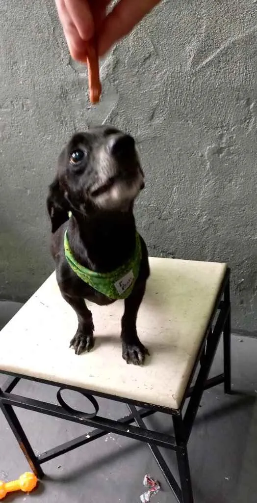 Cachorro raça Srd idade 4 anos nome Neguinho porteP 