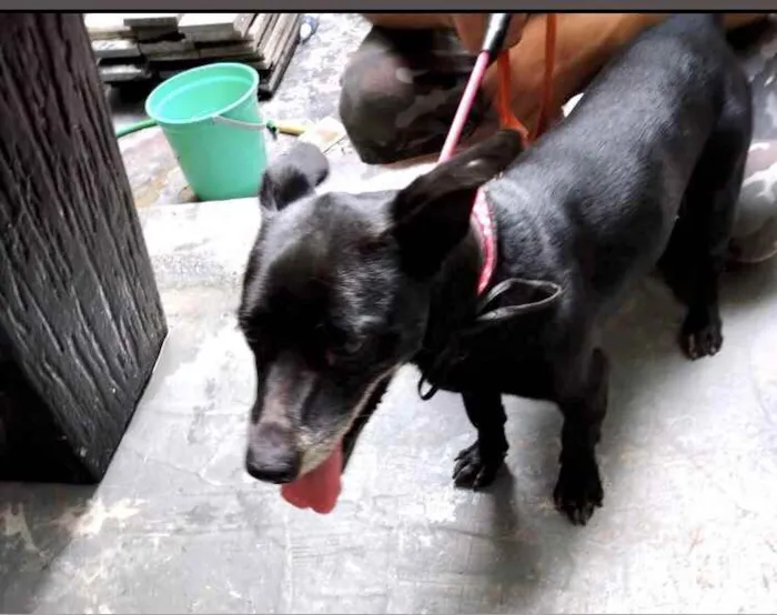 Cachorro raça Srd idade 4 anos nome Neguinho porteP 