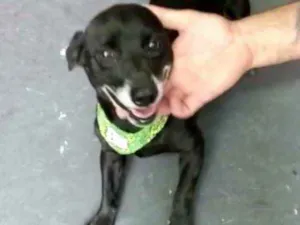 Cachorro raça Srd idade 4 anos nome Neguinho porteP 