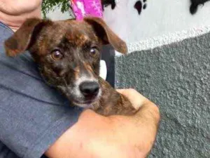 Cachorro raça Pinscher com srd  idade 7 a 11 meses nome Molly Linda 