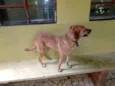 Cachorro raça Srd idade 1 ano nome Melissa um amor 