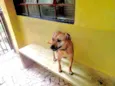 Cachorro raça Srd idade 1 ano nome Melissa um amor 
