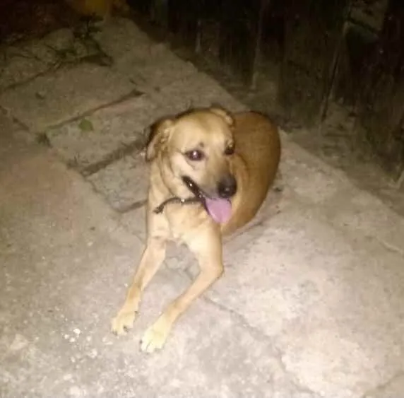Cachorro raça Srd idade 1 ano nome Melissa um amor 