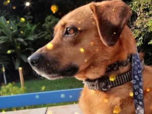 Cachorro raça Srd idade 1 ano nome Melissa um amor 