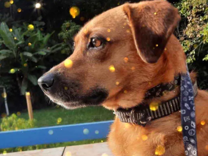 Cachorro raça Srd idade 1 ano nome Melissa um amor 