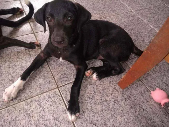 Cachorro ra a SRD idade 2 a 6 meses nome Malu 