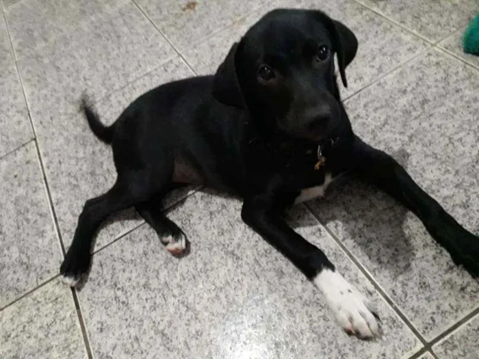Cachorro ra a SRD idade 2 a 6 meses nome Malu 