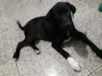 Malu