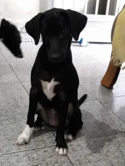 Cachorro ra a SRD idade 2 a 6 meses nome Malu 