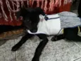 Jaque