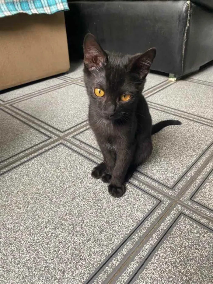 Gato raça Srd idade 2 a 6 meses nome Sem nome 