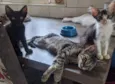 Doação de gatos