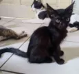 Doação gato filhote 