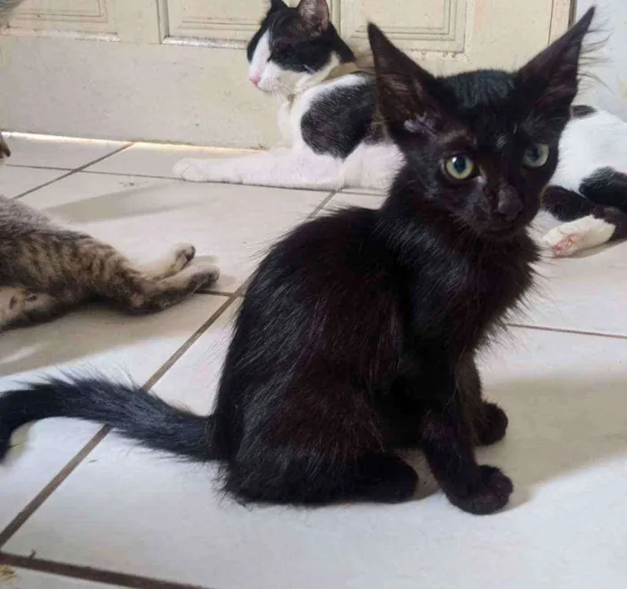 Gato ra a Vira lata filhote idade 2 a 6 meses nome Doação gato filhote 