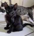 Doação gato filhote 