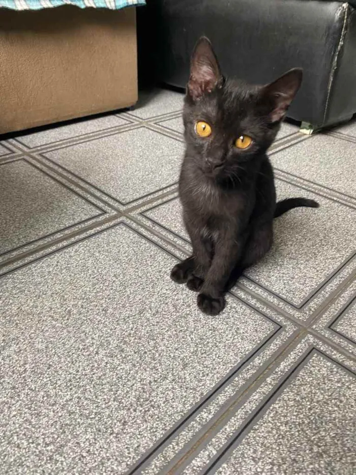 Gato raça Srd idade 2 a 6 meses nome Sem nome