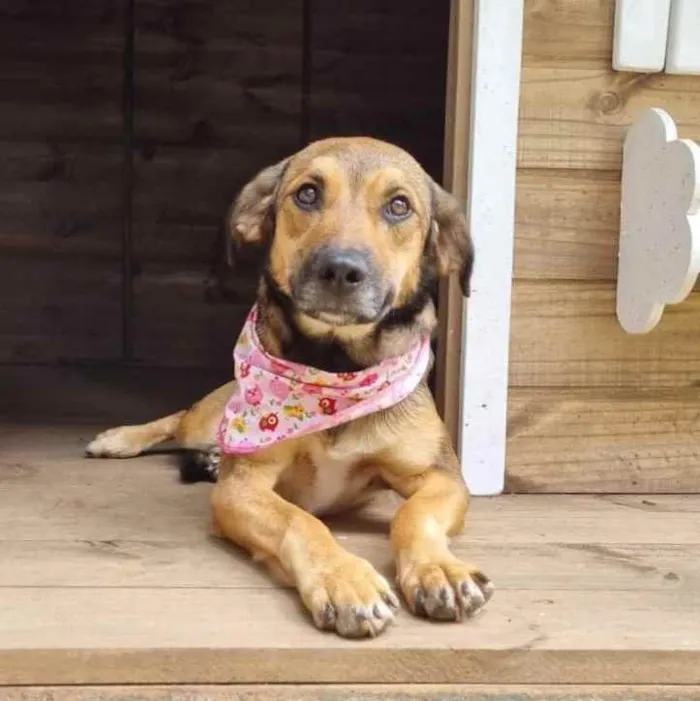 Cachorro ra a Srd idade 1 ano nome VITANI
