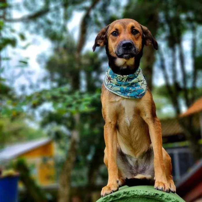 Cachorro ra a Srd idade 1 ano nome VITANI