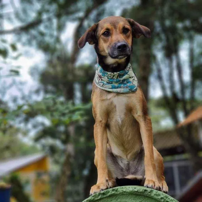 Cachorro ra a Srd idade 1 ano nome VITANI