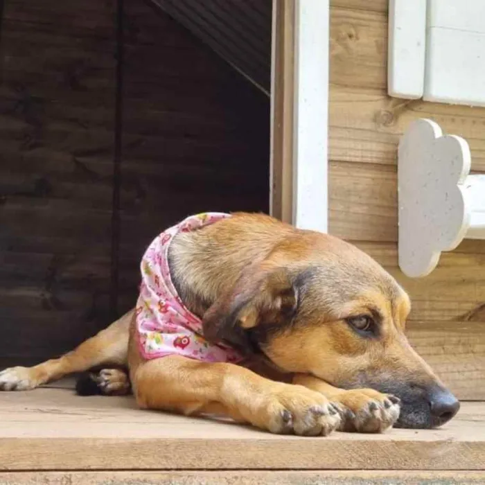 Cachorro ra a Srd idade 1 ano nome VITANI