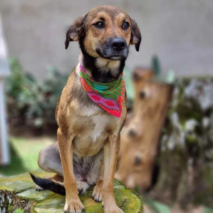 Cachorro ra a Srd idade 1 ano nome VITANI