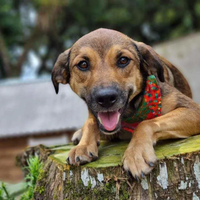Cachorro ra a Srd idade 1 ano nome VITANI