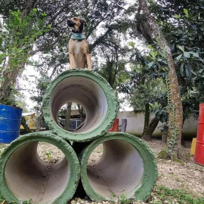 Cachorro ra a Srd idade 1 ano nome VITANI