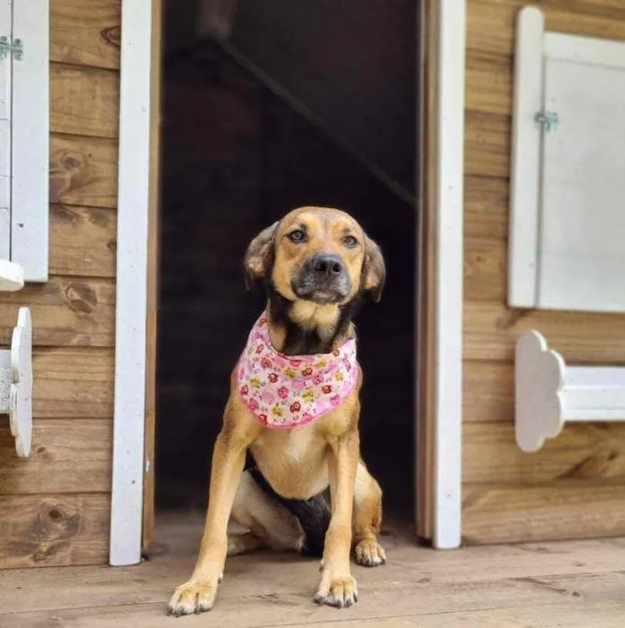 Cachorro ra a Srd idade 1 ano nome VITANI