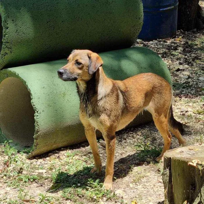 Cachorro ra a Srd idade 1 ano nome VITANI