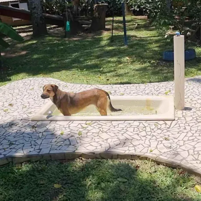 Cachorro ra a Srd idade 1 ano nome VITANI
