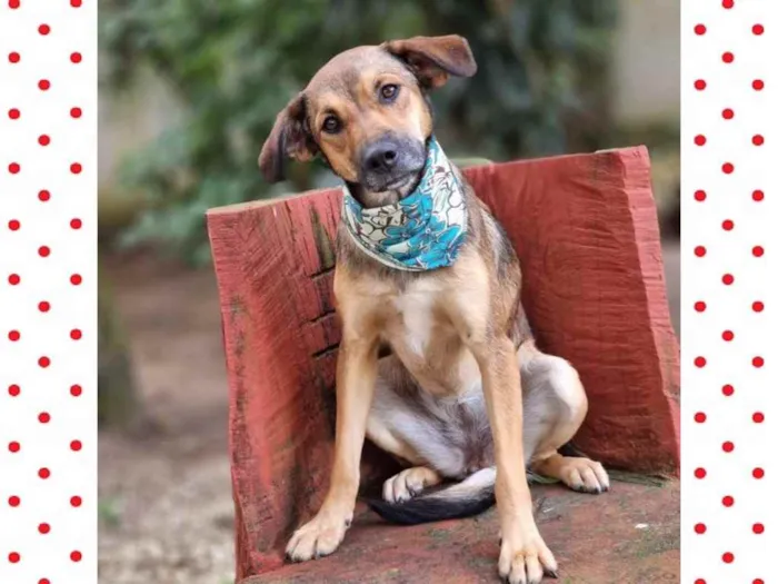 Cachorro ra a Srd idade 1 ano nome VITANI