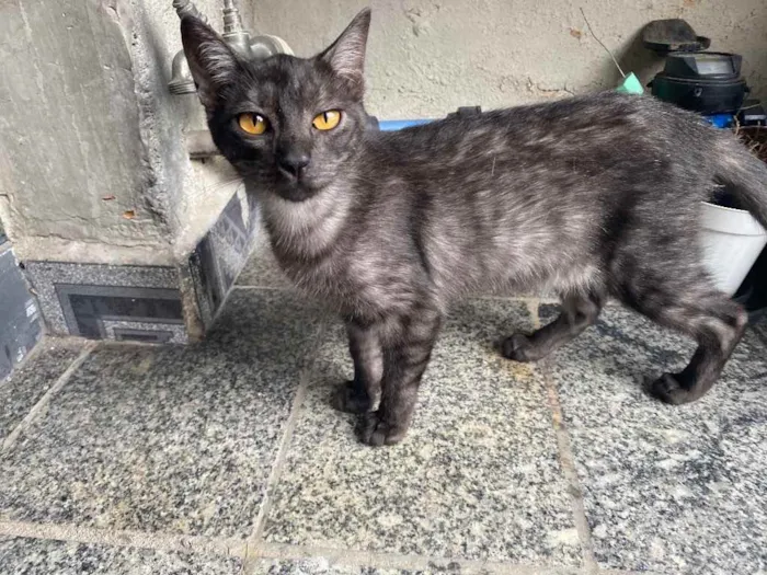 Gato raça Srd idade 2 a 6 meses nome Biscrock