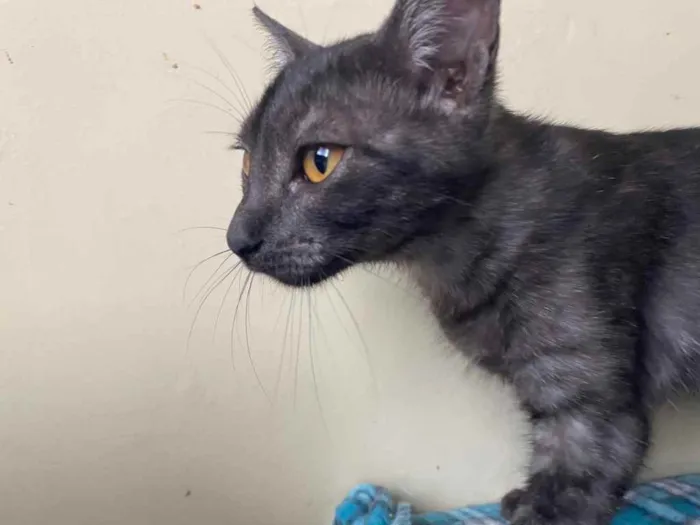 Gato raça Srd idade 2 a 6 meses nome Biscrock