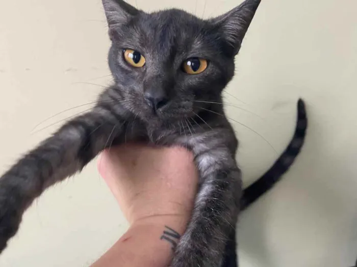 Gato raça Srd idade 2 a 6 meses nome Biscrock