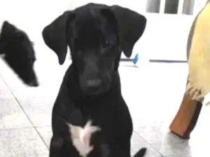 Cachorro raça SRD idade 2 a 6 meses nome Malu 
