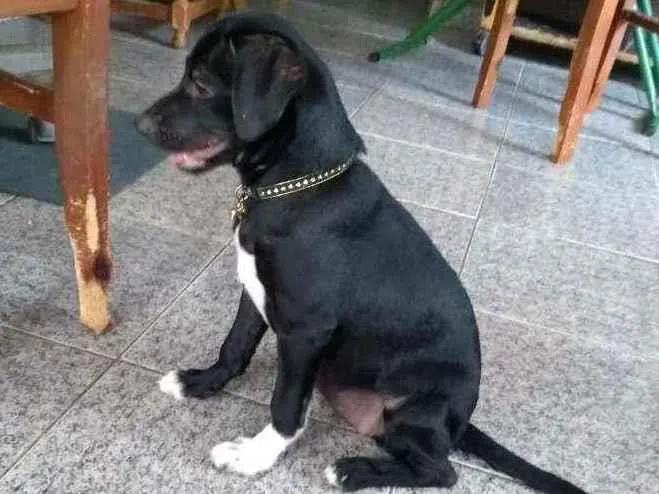 Cachorro ra a SRD idade 2 a 6 meses nome Malu 