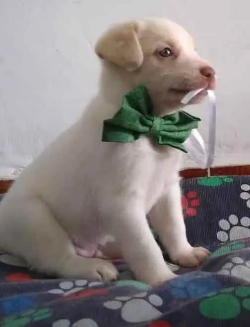Cachorro raça Srd idade Abaixo de 2 meses nome Jeff