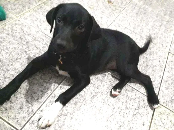 Cachorro ra a SRD idade 2 a 6 meses nome Malu 