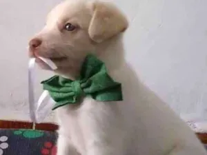 Cachorro raça Srd idade Abaixo de 2 meses nome Jeff