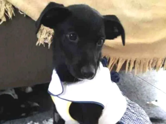 Cachorro ra a Vira lata idade 2 a 6 meses nome Jaque