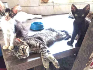 Gato raça Vira lata filhote idade 2 a 6 meses nome Doação de gatos
