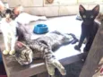 Doação de gatos