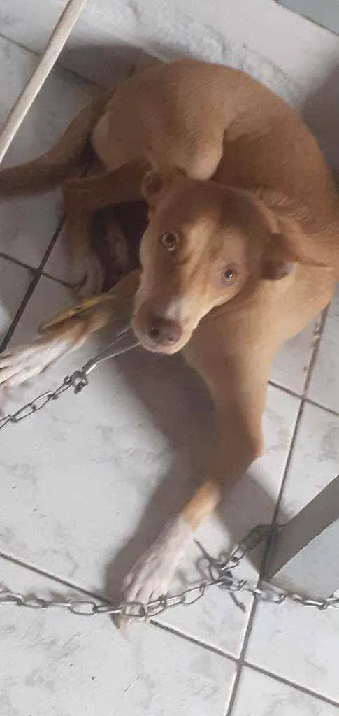 Cachorro ra a Podenco andaluz idade 1 ano nome Lesse