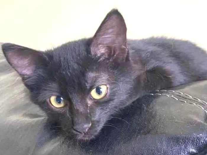 Gato raça Srd idade 2 a 6 meses nome Sem nome 