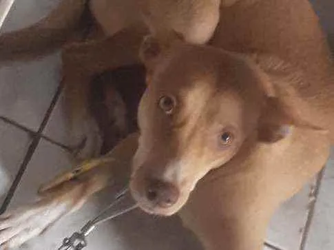 Cachorro ra a Podenco andaluz idade 1 ano nome Lesse