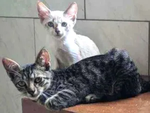 Cachorro raça Vira lata filhote idade 2 a 6 meses nome Doação de gatos