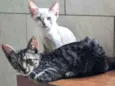 Doação de gatos