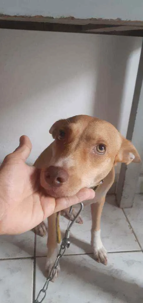 Cachorro ra a Podenco andaluz idade 1 ano nome Lesse